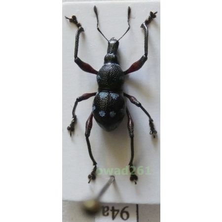 Metapocyrtus sp. Heller, 1912 male Philippines94a